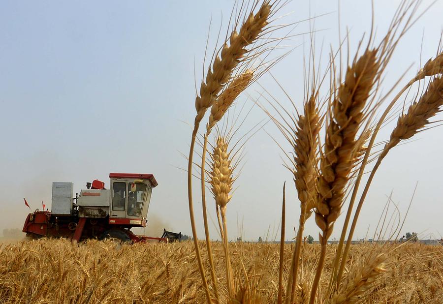 Reaping the wheat harvest in Henan