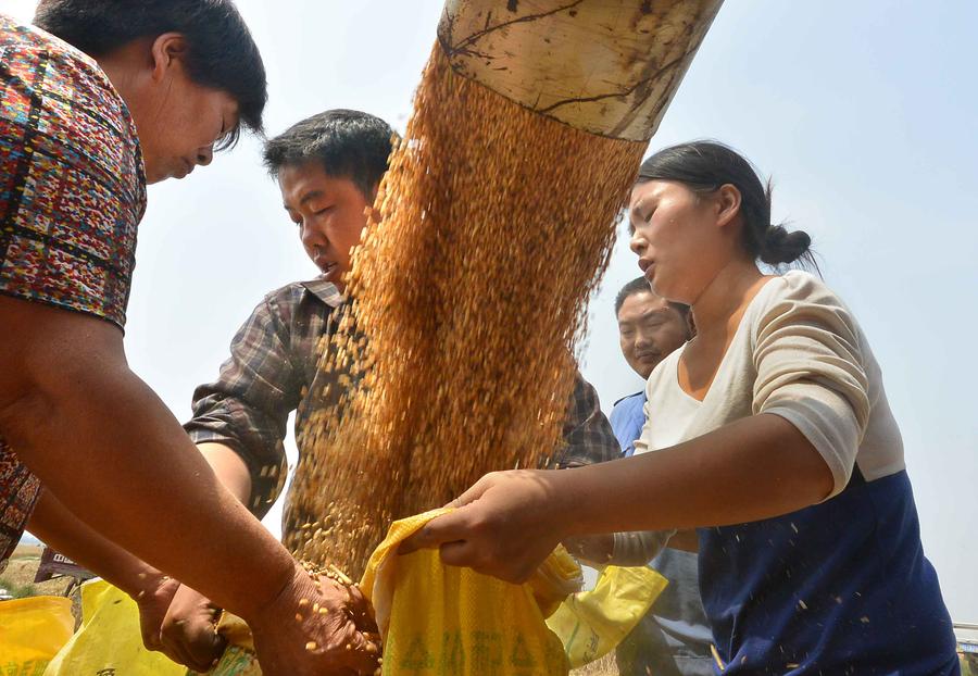 Reaping the wheat harvest in Henan