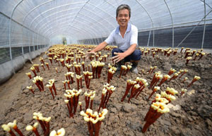 Animal-shaped trees a cash cow for farmers