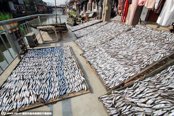 Last fishermen in Shaoxing