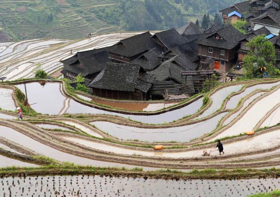 Chinese farmers plough their lands for spring