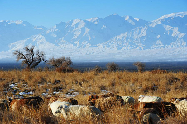 Xinjiang's economy grows 7.6% in 2016