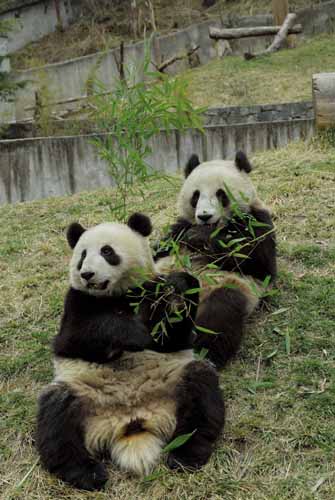 Giant pandas No.606 (R), male, and No. 610, female feed themselves on bamboo leaves at the Panda Protection and Research Center in Wolong, southwest China's Sichuan Province Tuesday, March 20, 2007. They will be sent to Hong Kong before May 1 this year. [newsphoto]