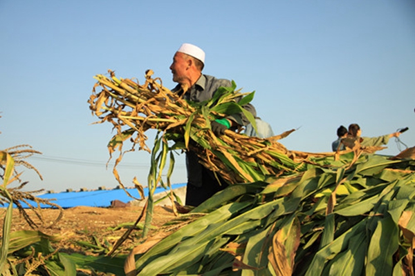 Resettlement gives Hui people a new life