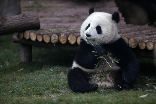 China to train giant pandas to survive in wild