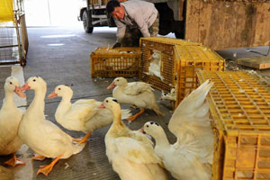 Poultry is safe from H7N9 if cooked properly, official says