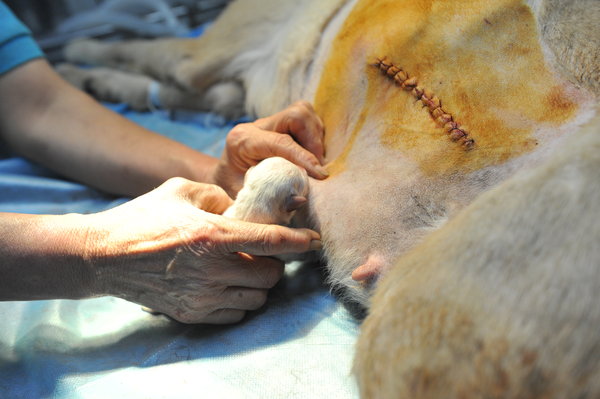 Labrador gives birth to 14 puppies in Fuzhou