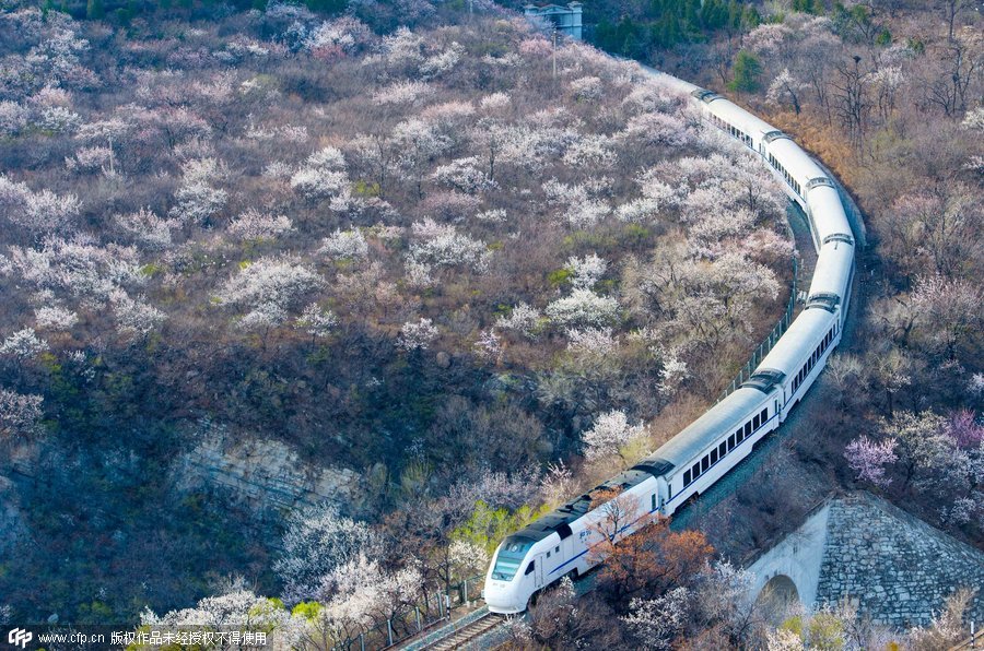 The journey through blossoms