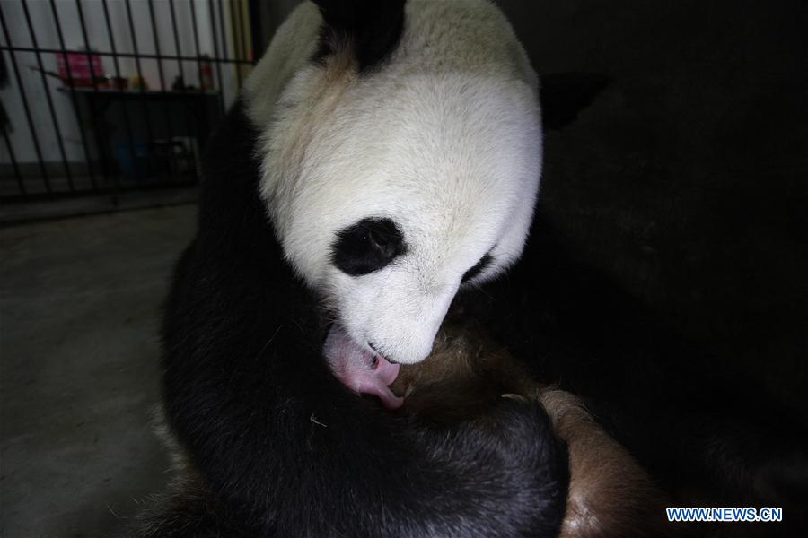 Three panda cubs born in Shaanxi province