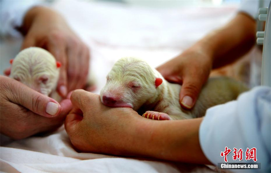 Pigeon pair polar bear born in E China