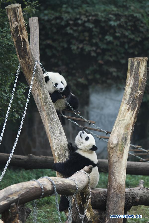 Giant pandas' happy life at Chongqing Zoo in SW China