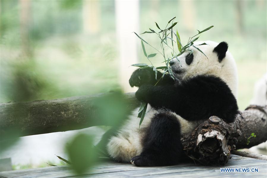 Giant pandas' happy life at Chongqing Zoo in SW China