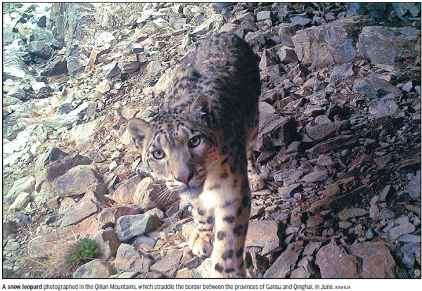 Snow leopard numbers rise, but species still at risk