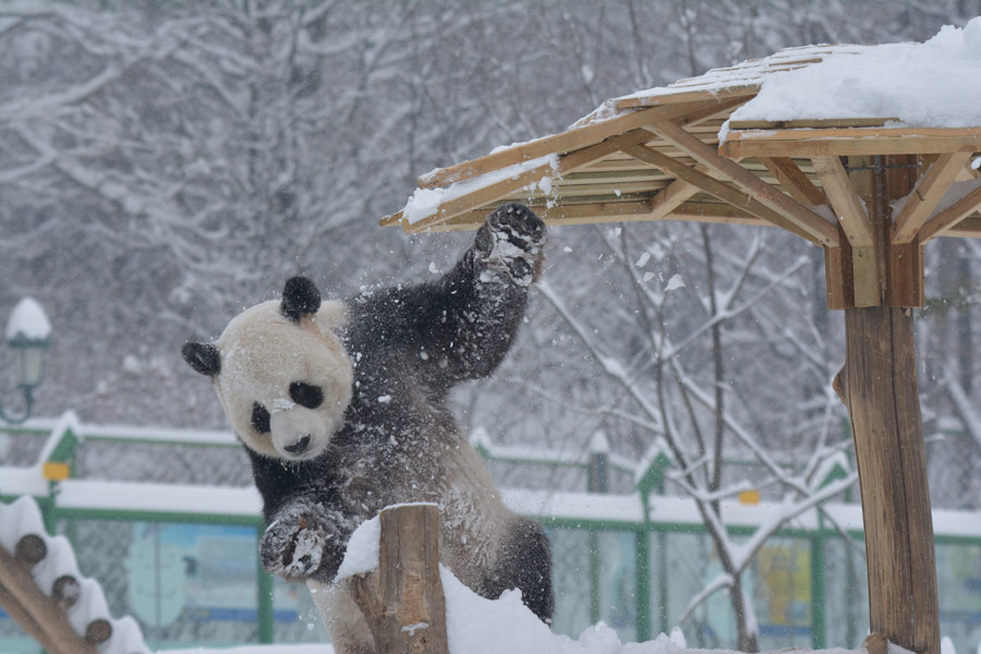 Two giant pandas enjoy first snow of winter