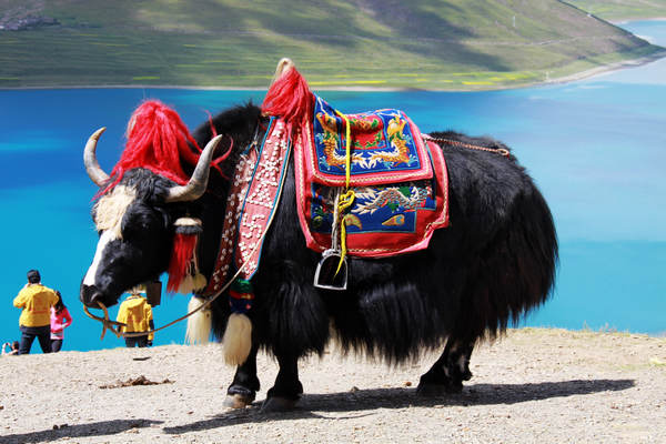 Yamdrok Tso, Tibet's holy lake