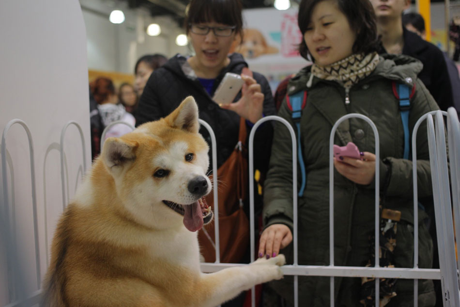 Shanghai Pet Fair