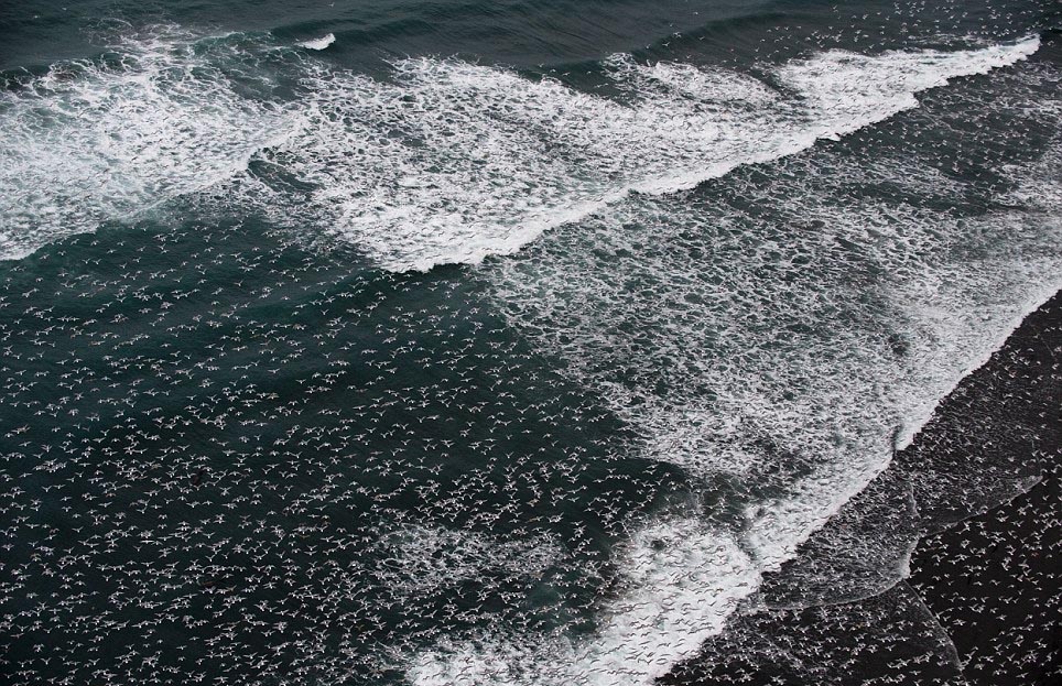 Thousands of seagulls fly in unison