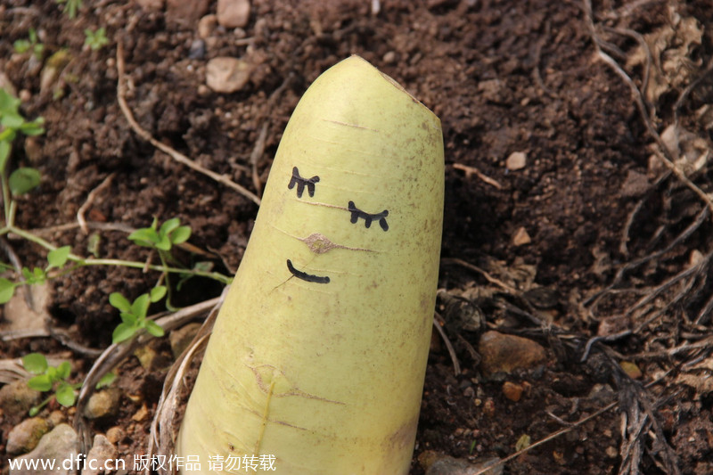 Artist gives new life to radishes