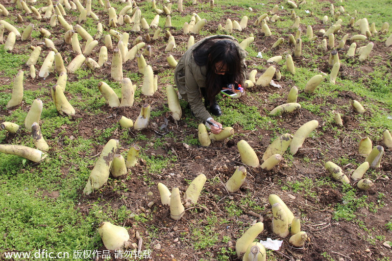 Artist gives new life to radishes