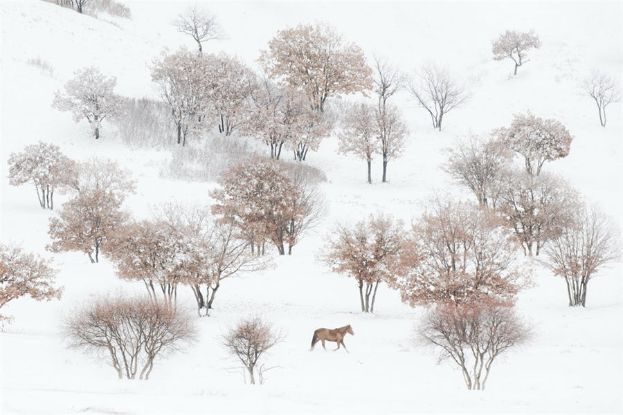 Galloping in the snow