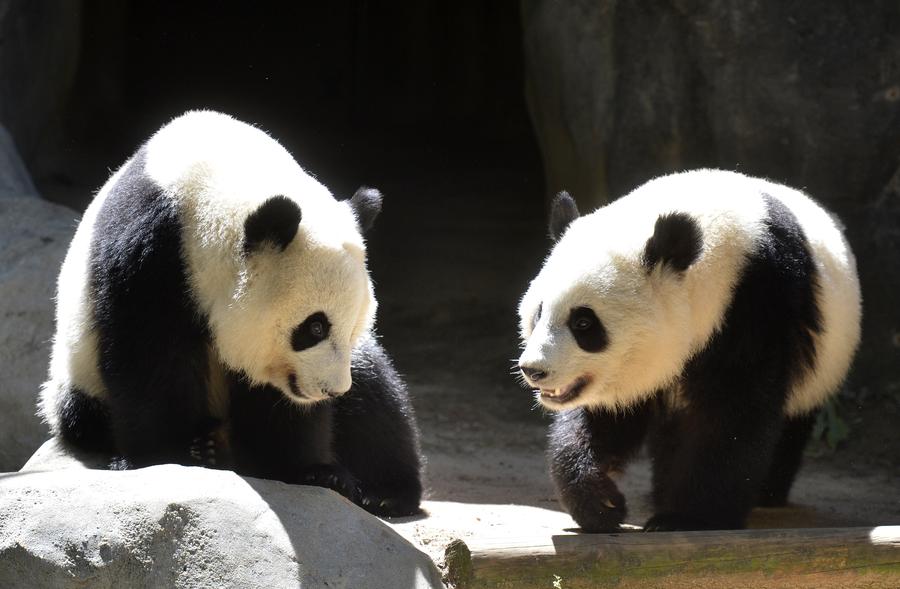 The happy life of giant panda twins in Atlanta