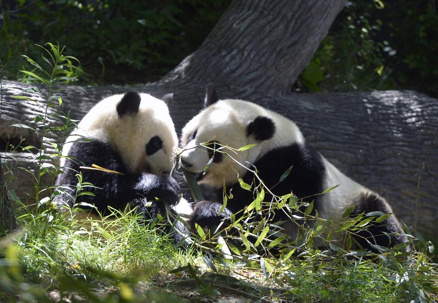 The happy life of giant panda twins in Atlanta