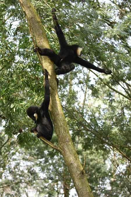 云南野生動物園“單身”動物相親