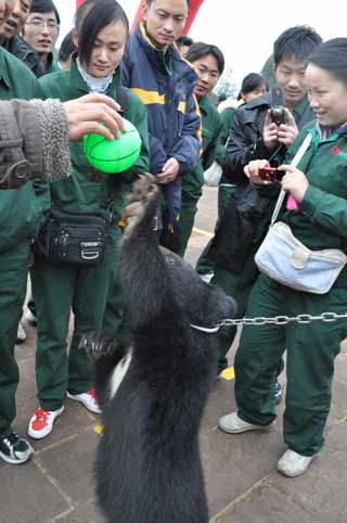 公交司機和動物交朋友 減壓力（圖）