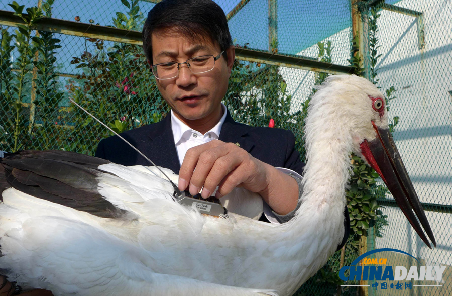 河北滄州放飛一批珍稀鳥類