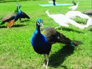 哈爾濱首屆珍奇動物觀賞節(jié)開幕