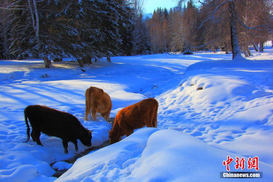 新疆北部山區(qū)村莊雪景醉人