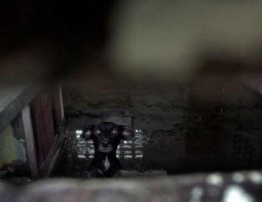 A dog peeks through a hole in the wall in a locked up house in the evacuated coastal town of Boca de Galafre, as Hurricane Wilma passes near the western province of Pinar del Rio, Cuba October 23, 2005. 