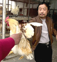 Live poultry trade resumes in Beijing