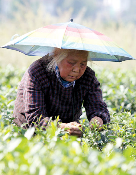 Tea farmers face life after killer quake