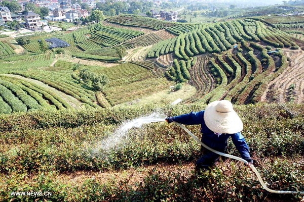 Tea farms wither amid heatwaves in E China