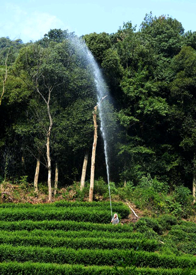 Tea farms wither amid heatwaves in E China