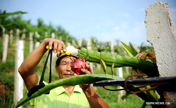 Planting base of dragon fruit in SW China