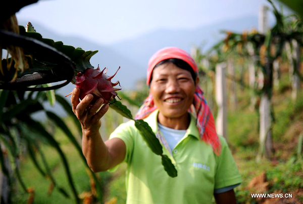 Planting base of dragon fruit in SW China