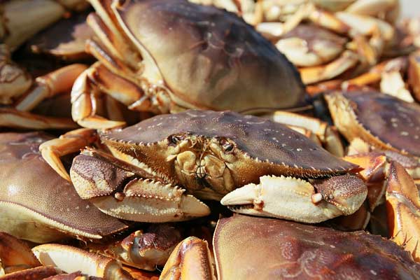 Shell out for crab in San Francisco