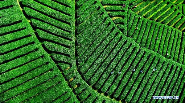 Tea fields in NW China village