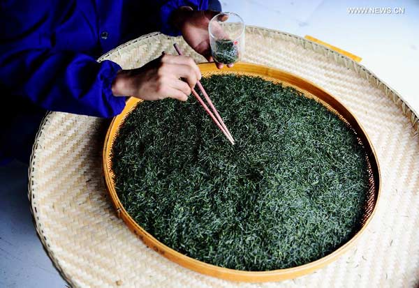 Tea leaves processed at factory in central China