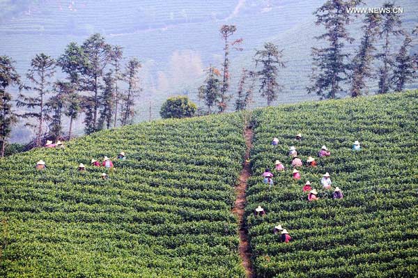 White tea enters tea picking season in east China