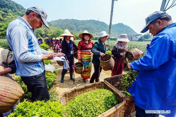 Rising temps boost output of Longjing Tea in Hangzhou