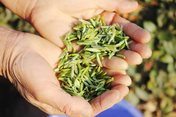 Mingqian tea in north China