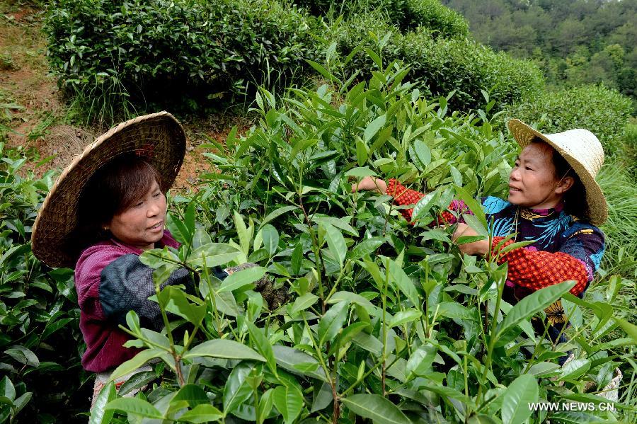 Tea harvest season in Fujian