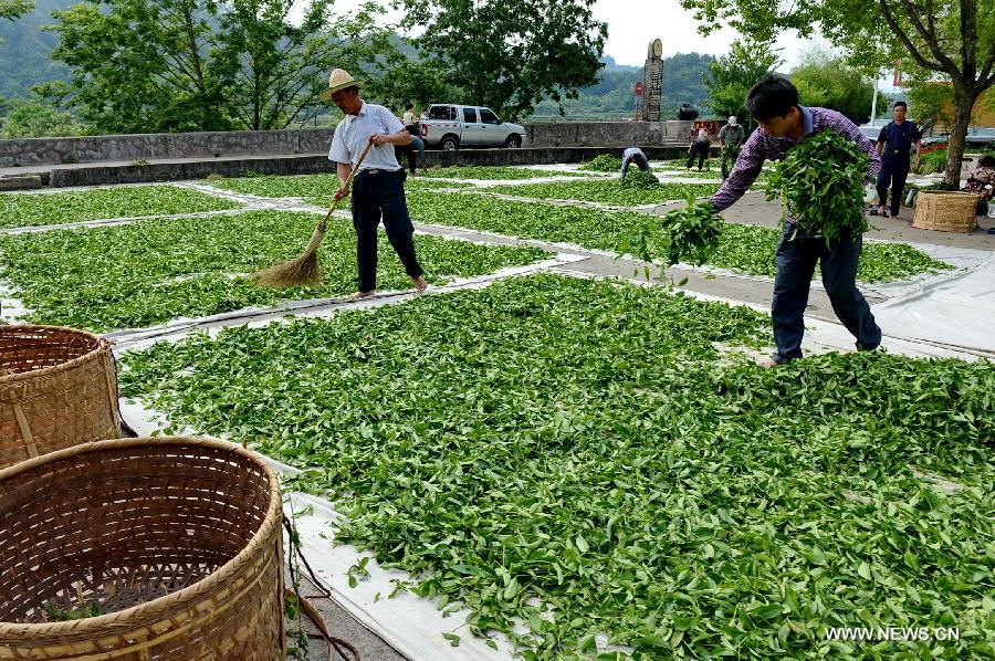 Tea harvest season in Fujian