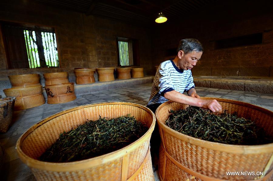 Tea harvest season in Fujian