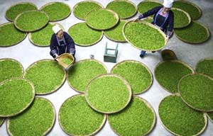 Tea harvest season in Fujian