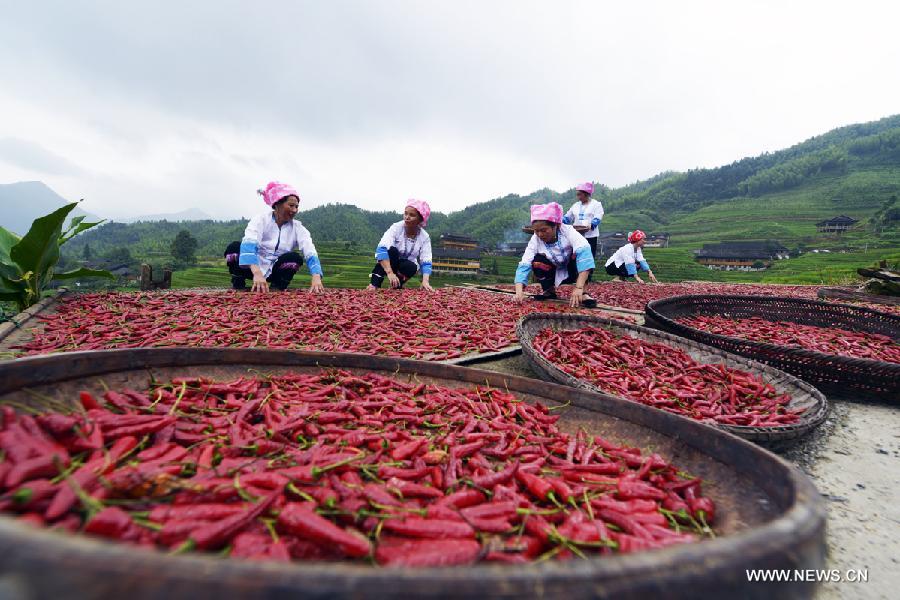 Pepper enters harvest season in Guangxi