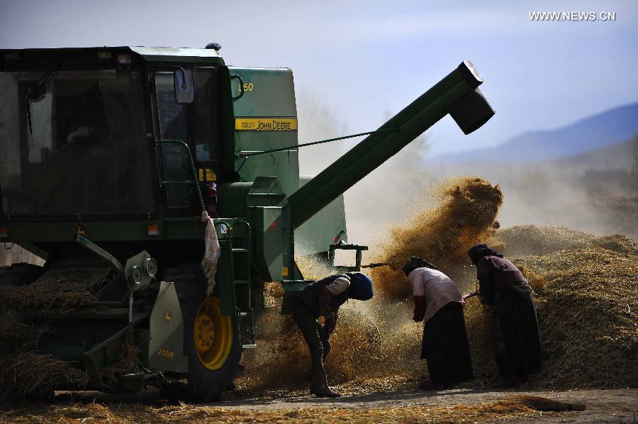 Harvest season comes in China's Tibet